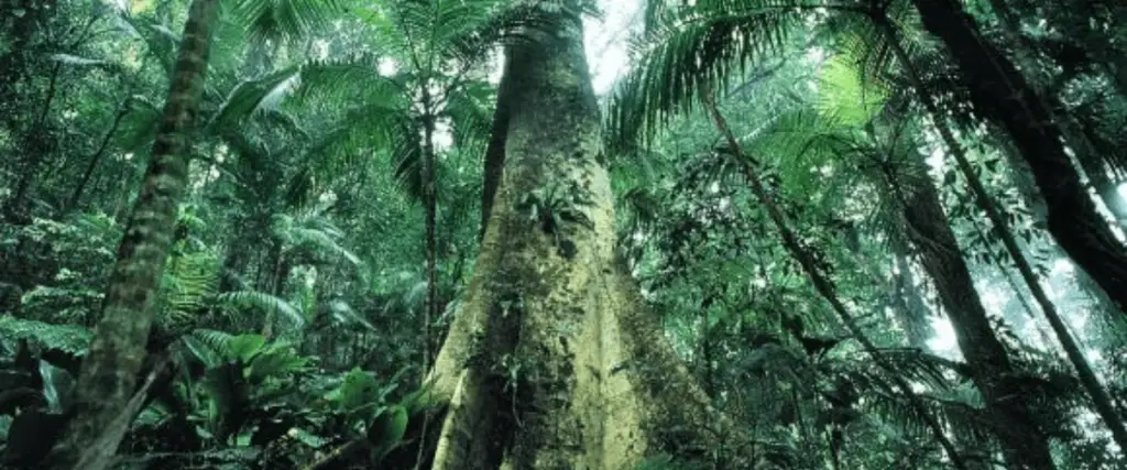 Plantas Medicinais da Amazônia