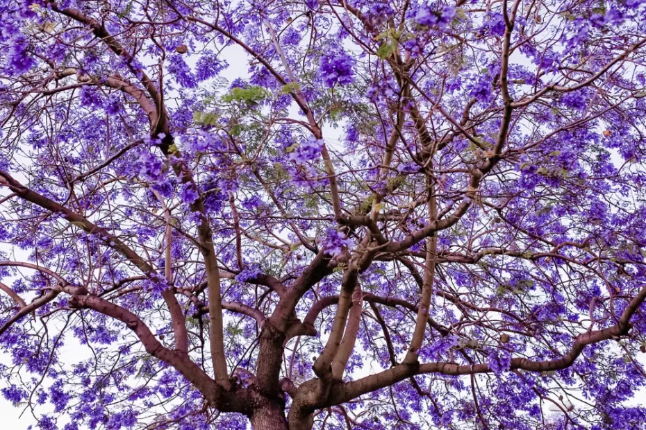 ipê roxo Amazônia