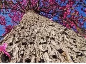 casca ipê roxo Amazônia 