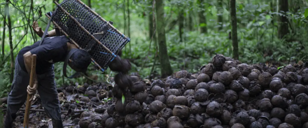 Plantas Medicinais da Amazônia