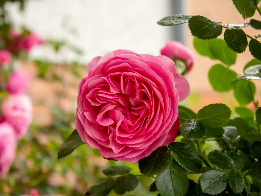 ROSA AMAZONICA 