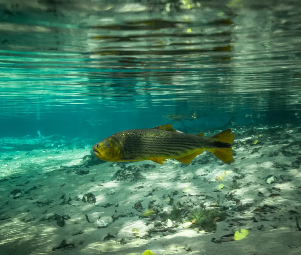 Ômega 3 da Amazônia