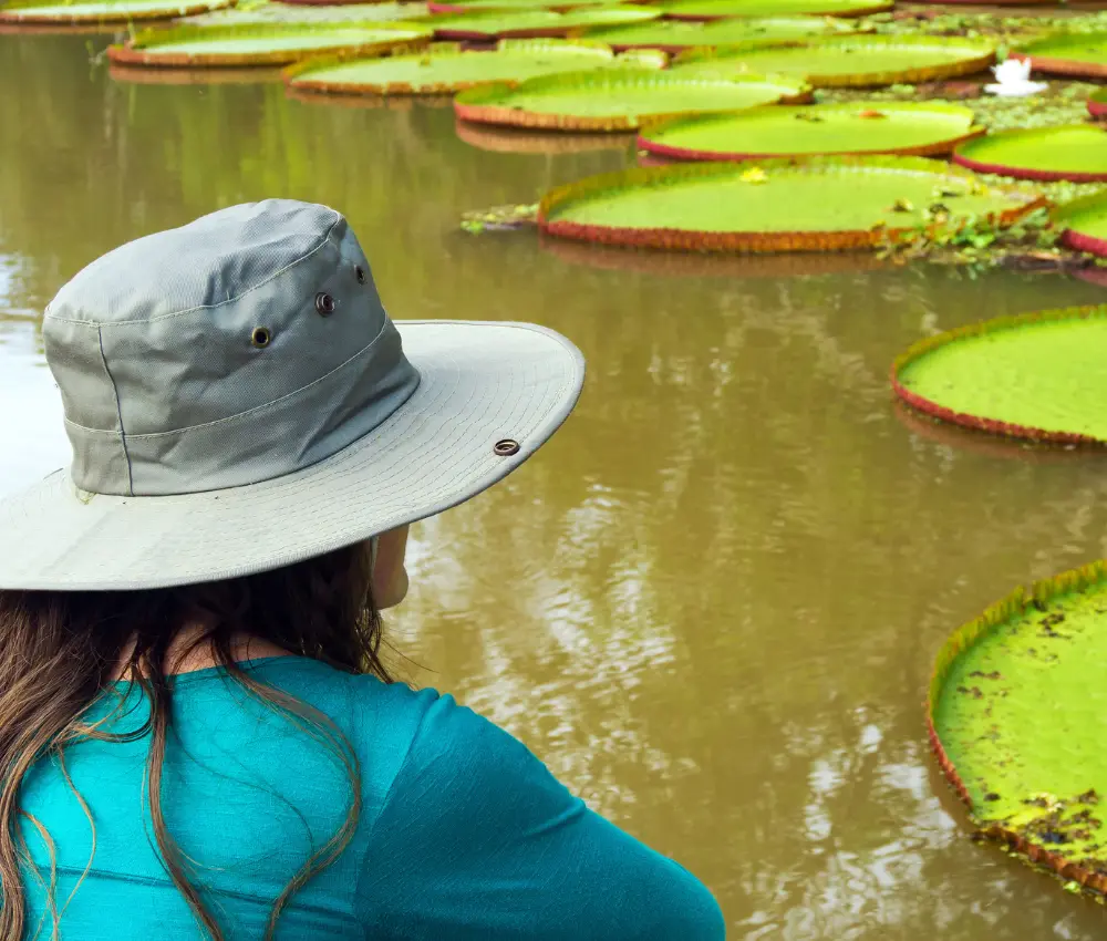 Amazônia: a floresta que está desaparecendo