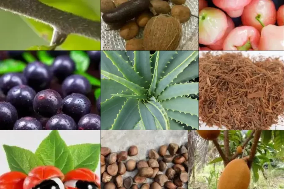 Plantas medicinais nativas da Amazônia