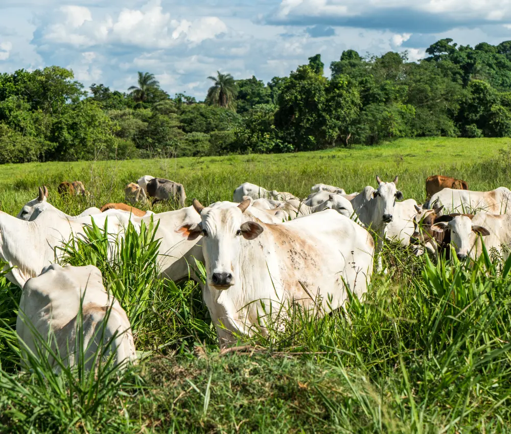 Amazônia Desmatamento 