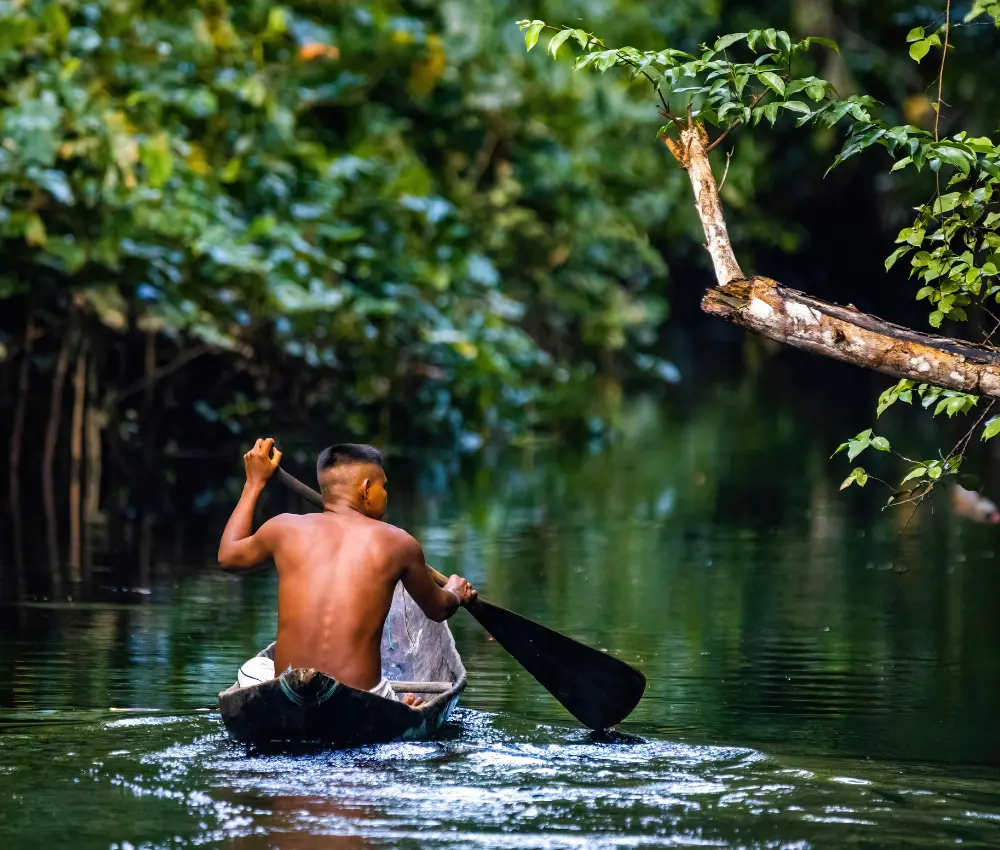 Amazônia: a floresta que está desaparecendo