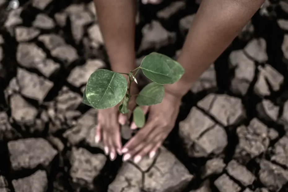 Seca na Amazônia: Causas e Soluções