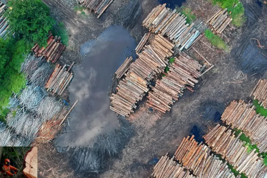 O desmatamento na Amazônia atinge níveis recordes