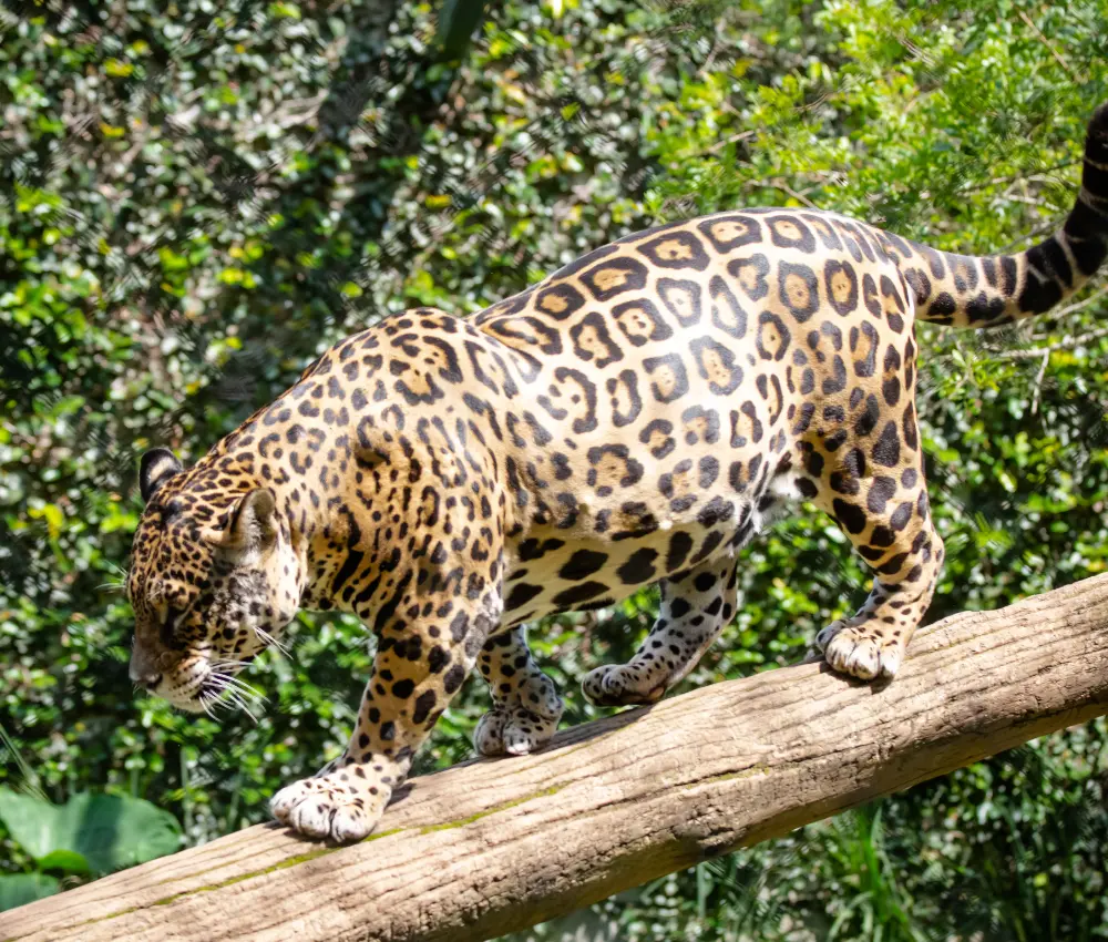 Amazônia: Animais em Extinção