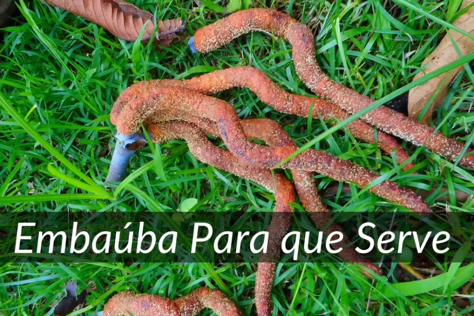 Embaúba para que serve