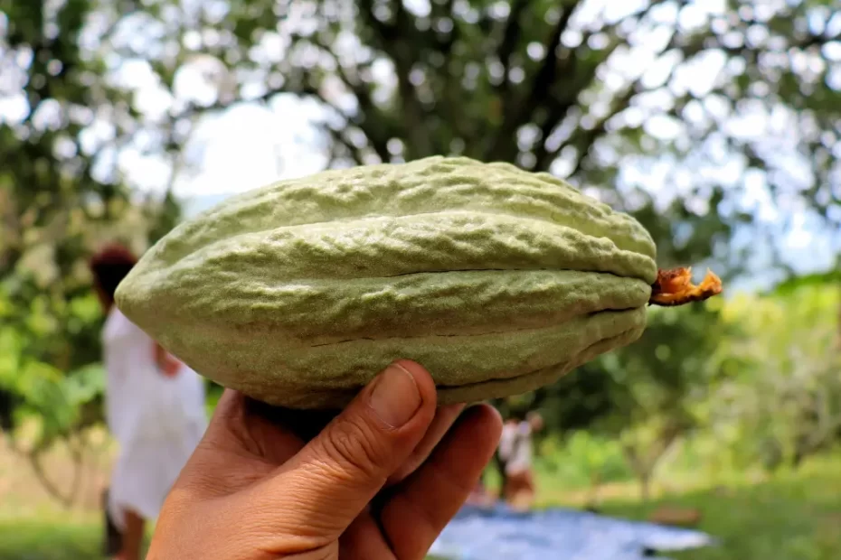 Frutas da Amazônia: Um Caminho para a Sustentabilidade na Agricultura