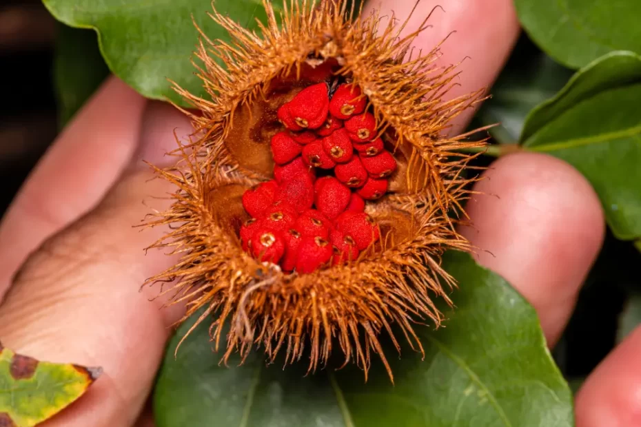 Conheça 6 benefícios do urucum