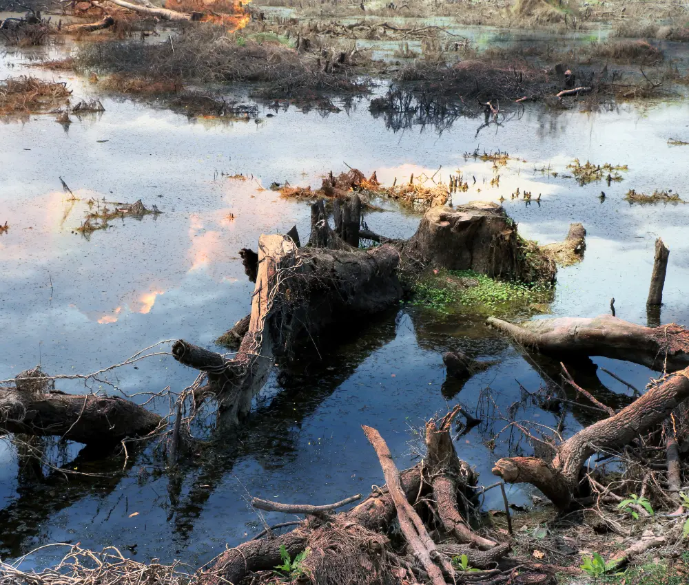 Como o desmatamento afeta a Amazônia Impactos ambientais e econômicos