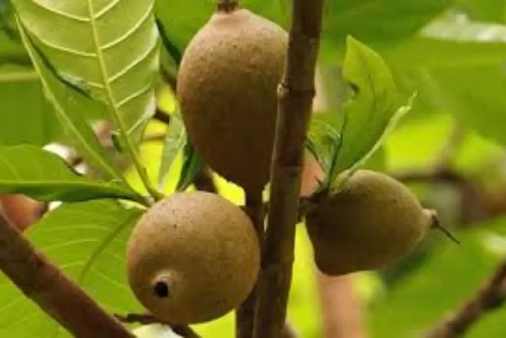 Frutas Nativas Da Amazonia jenipapo