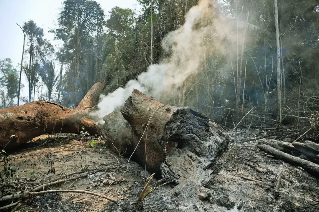 10 COISAS  SOBRE Queimadas na flORESTA amazonica