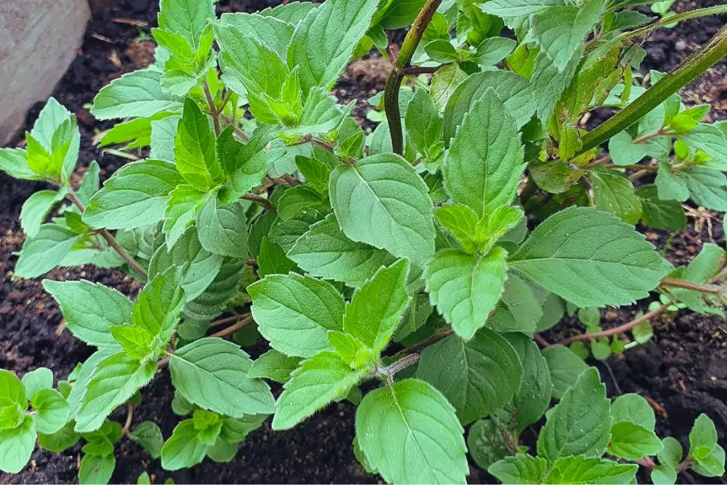 PLANTAS AROMATICAS manjericão