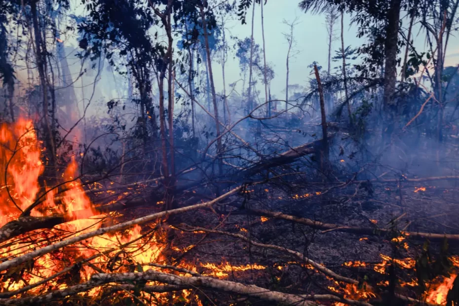 Queimadas na floresta amazônica