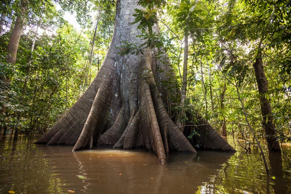 bioma da Floresta Amazônica