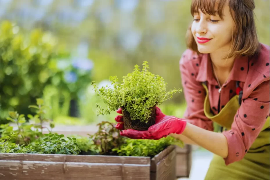 plantas medicinais para cultivar em casa