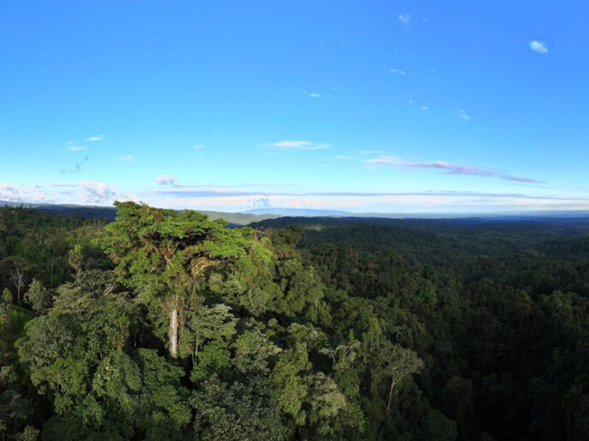 deforestation in the Amazon