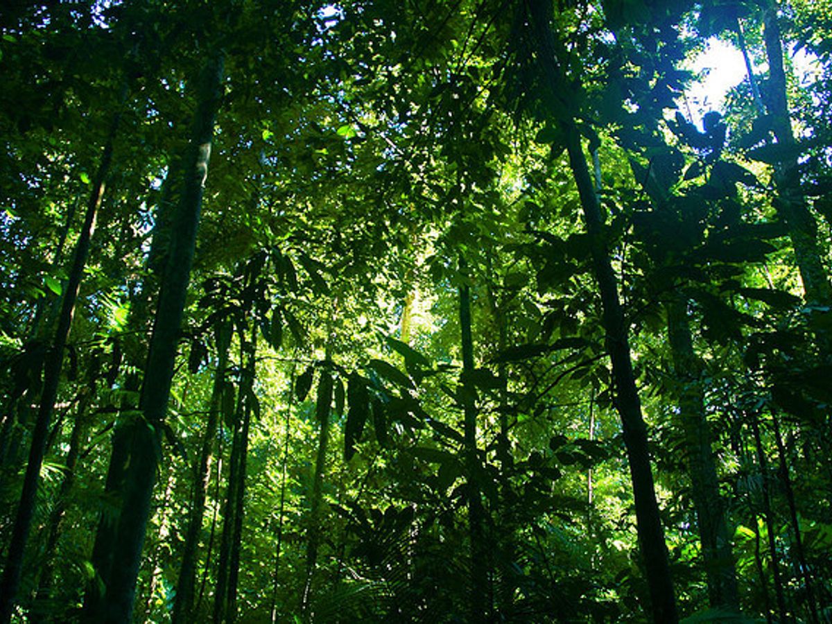 Amazon rainforest sustainability