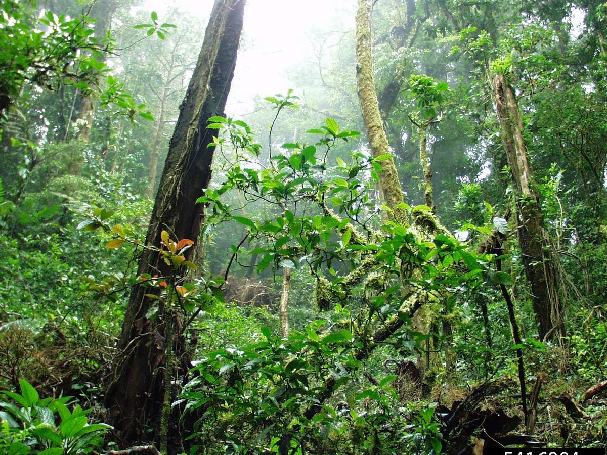 burning Amazon rainforest