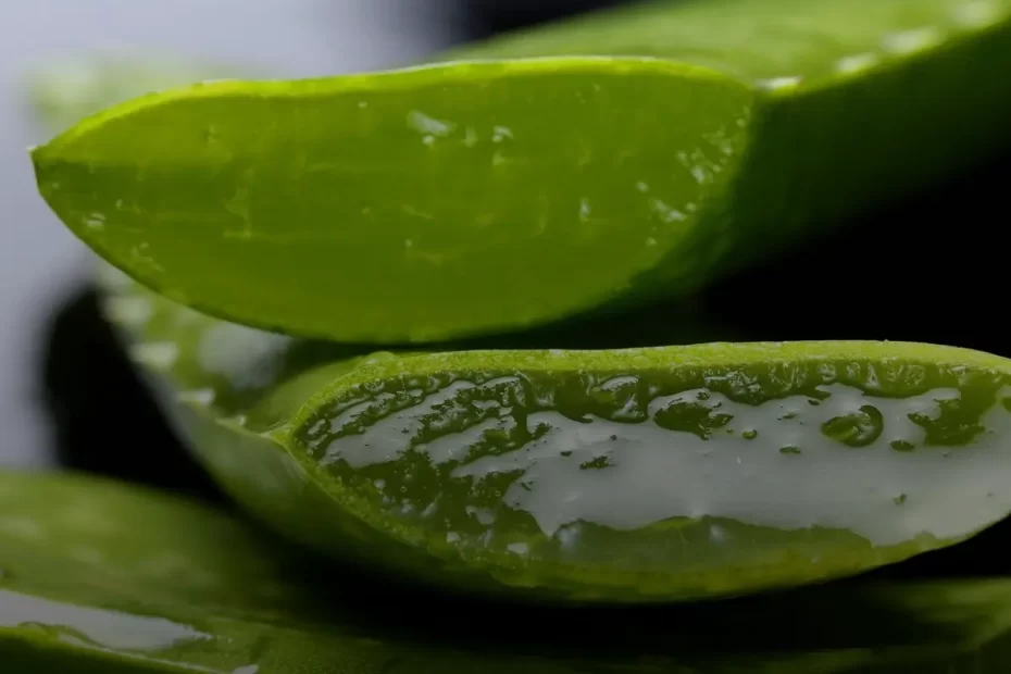 Aloe Vera (Babosa): A Planta Milagrosa