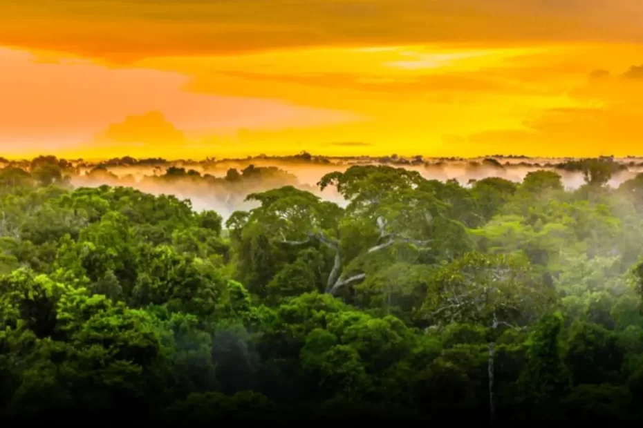 bioma Guia Completo sobre a Floresta Amazônica