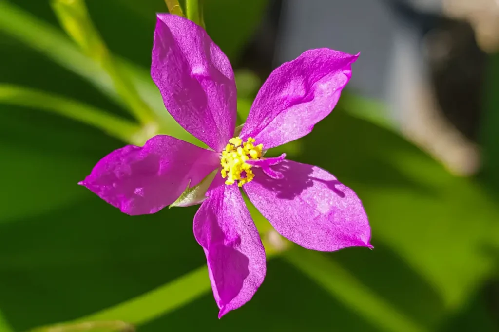 5. Cariru (Talinum triangulare) 