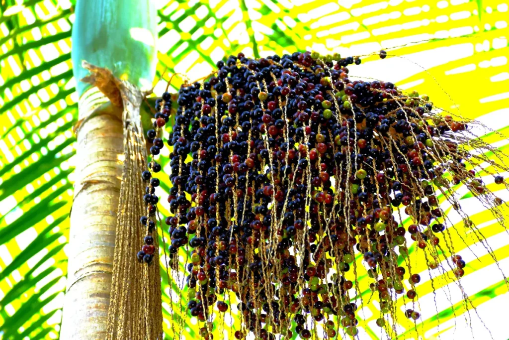 Açaí de touceira