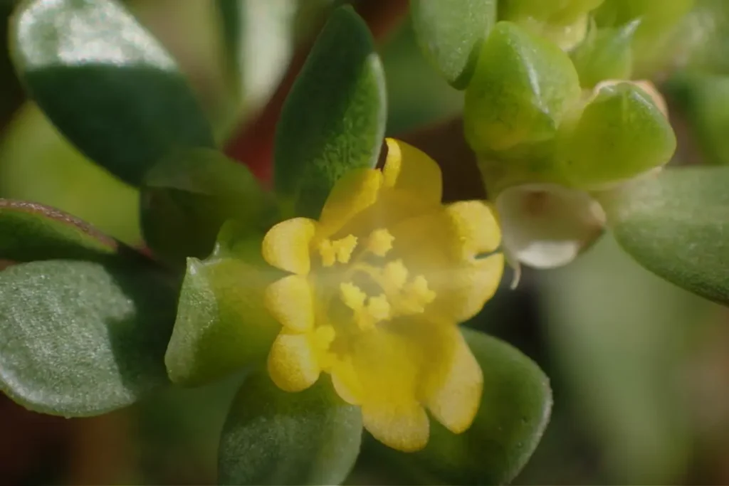 1. Beldroega (Portulaca oleracea) 