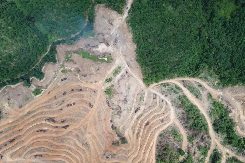 Desmatamento e Fragmentação de Habitats: