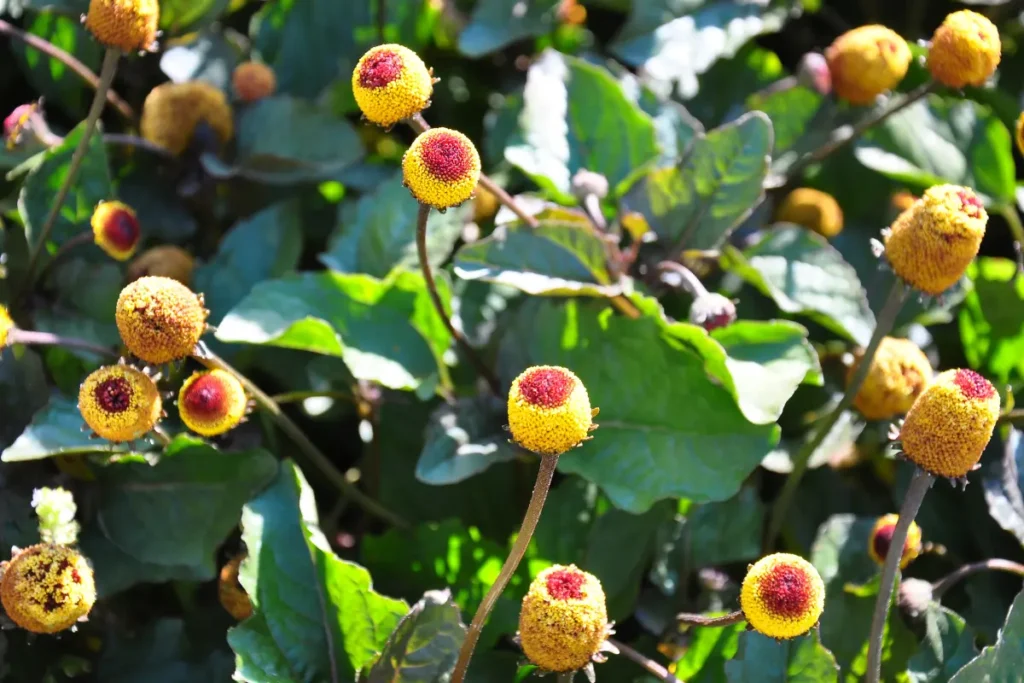 Jambu (Acmella oleracea)